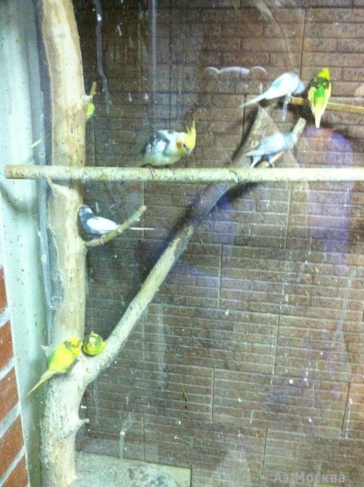 Зеленый попугай, ветеринарный центр птиц и экзотических животных