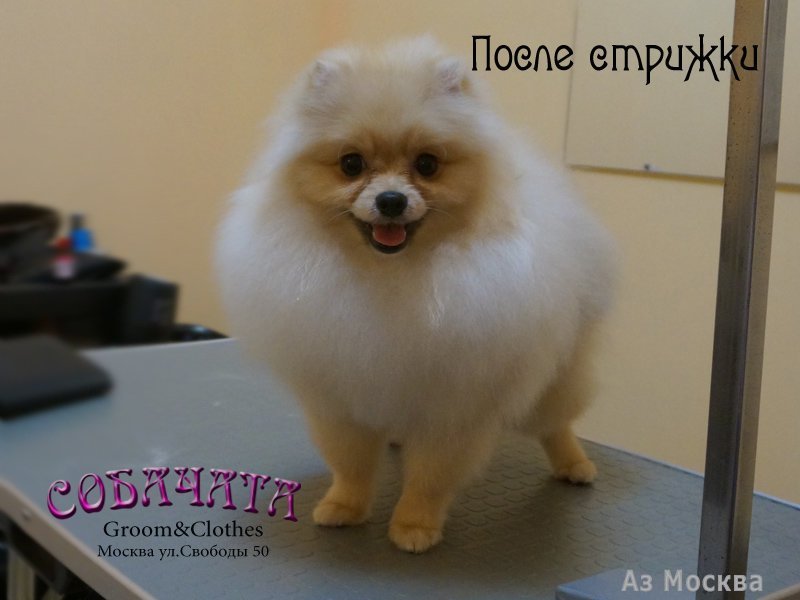 Sobachata.ru, салон красоты для собак, Химкинский бульвар, 9, 1 этаж