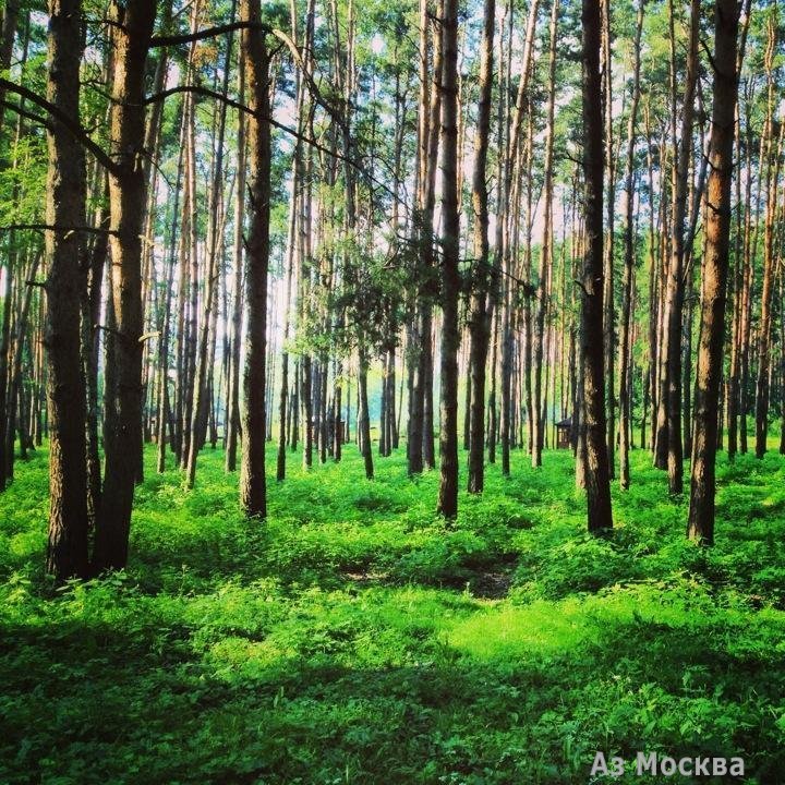 Ёлочки, городской парк культуры и отдыха