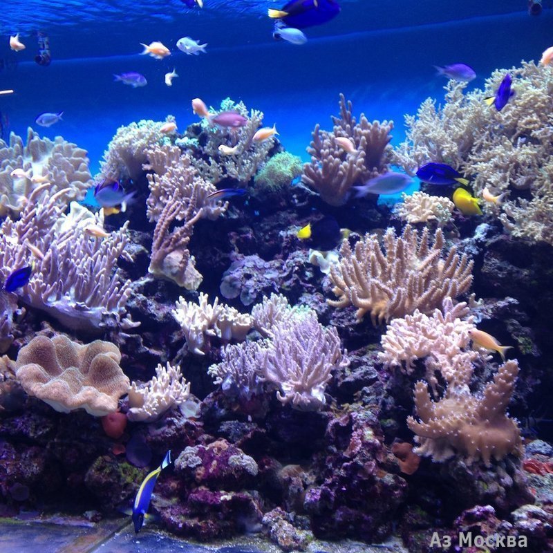 Морской аквариум на Чистых прудах, океанариум